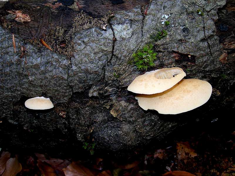 Crepidotus ehrendorferi      Hauskn. & Krisai,